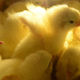 Yellow chicks in box